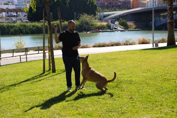 Ein Erwachsener Mann Spielt Mit Seinem Hund Park Und Hat — Stockfoto