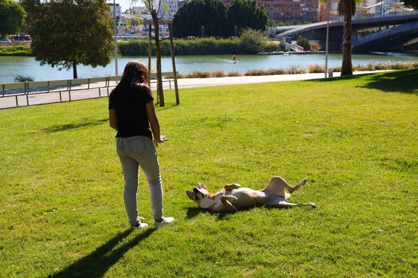 Взрослая Женщина Играет Своей Собакой Парке Веселится Один Член Семьи — стоковое фото