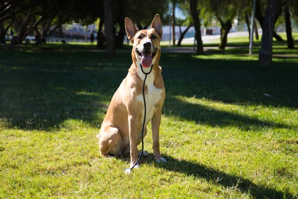 Middelgrote Hond Zittend Het Gras Het Park Hond Heeft Een — Stockfoto