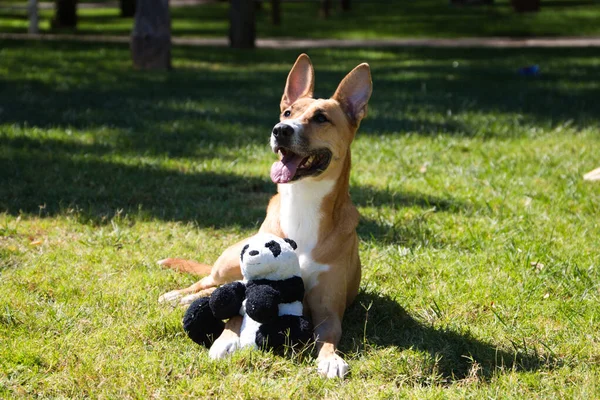 Grote Kaneelkleurige Hond Liggend Het Gras Met Een Knuffel Vorm — Stockfoto