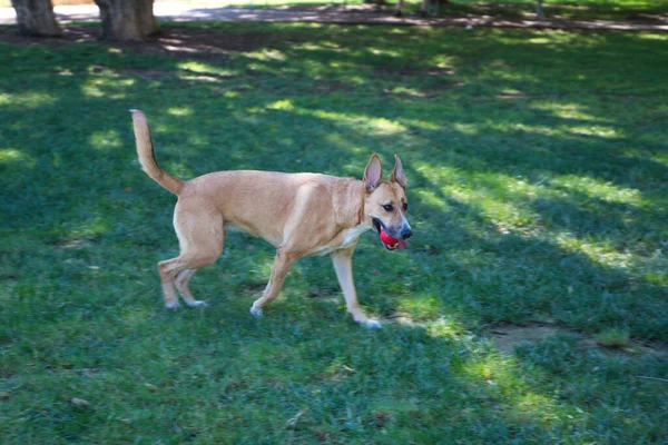 Большая Собака Играющая Траве Парке Несколько Игрушек Земле Играть Один — стоковое фото