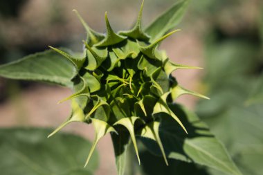 Ayçiçeği ayçiçeği tarımsal ve ekolojik tarlalarda henüz çiçek açmadı. Arka planda mavi gökyüzü tipik bir yaz mevsimi. Organik tarım kavramı.