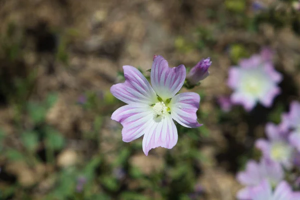 Violet White Flowers Bloom Spring Season — Stockfoto