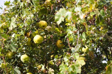 Ağaçtaki yapraklı sarı ayva meyvesi. Ayvalar olgunlaştı.
