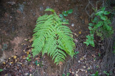 Ormandaki dikey bir duvarın taşları arasında büyüyen eğrelti otları, duvarda yosun ve sarmaşık ve kuru yapraklar var. Doğa ve çevre kavramı