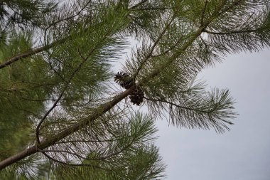 Dallarında birkaç kozalak bulunan tipik bir Akdeniz çam ağacı. Çam ağacında iki kozalak var. Doğa kavramı.
