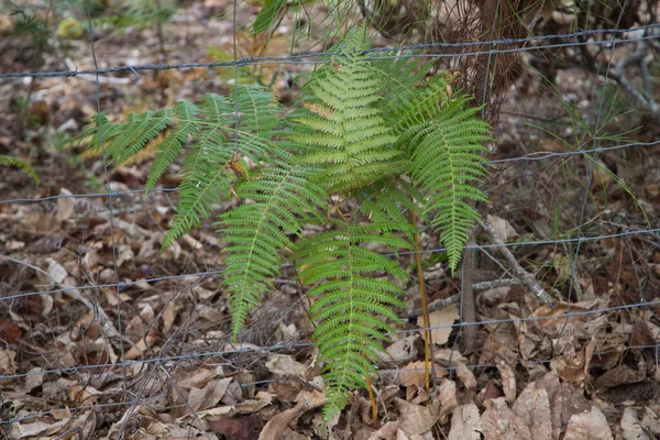 森の中の垂直壁の石の間で成長しているシダのグループは 苔とツタの壁といくつかの乾燥した葉があります 自然と環境の概念 — ストック写真