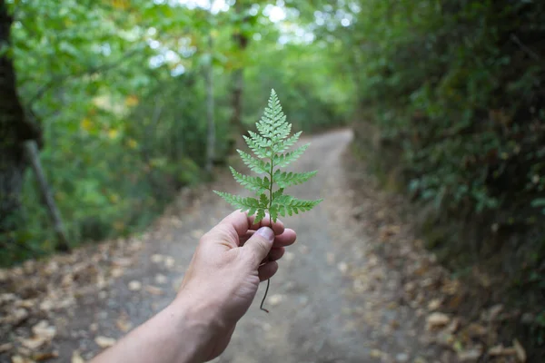 Mão Segura Uma Folha Samambaia Concentre Folha Caminho Floresta Fundo — Fotografia de Stock