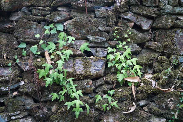 Plantas Trepadoras Una Pared Piedras Grises —  Fotos de Stock