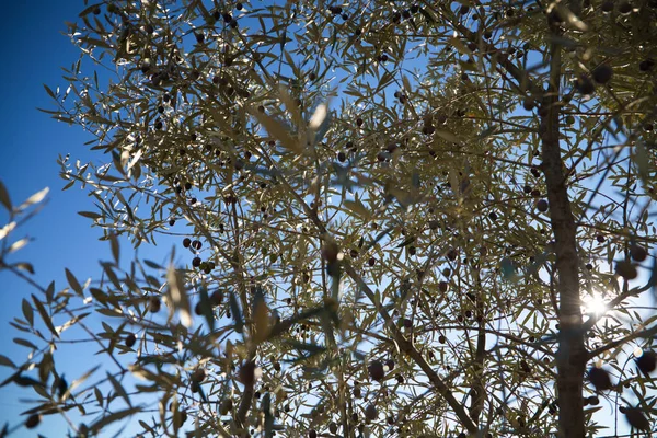 Raios Luz Solar Entrando Contra Luz Entre Ramos Uma Oliveira — Fotografia de Stock