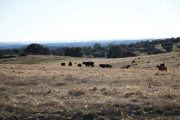 奶牛在干草地里吃着青草 在牛场里吃着草 在每年的任何季节 乡村都有美丽的奶牛景观 — 图库照片