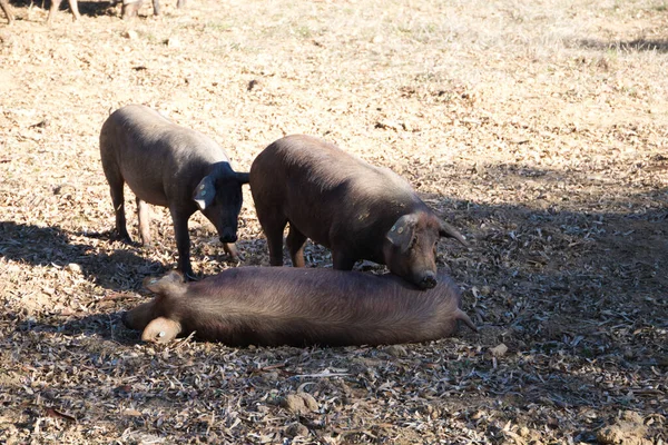 Three Iberian Pigs One Lying Ground Other Lying Its Face — Stock Photo, Image