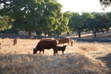 Saman tarlasında inekler, inek çiftliğindeki yeşil çimlerde otlayan inekler, yılın her mevsiminde kırsal alanda güzel bir inek manzarası..