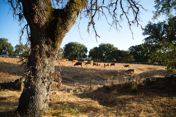 Vacas Campo Heno Pastando Hierba Verde Una Granja Vacas Hermoso —  Fotos de Stock