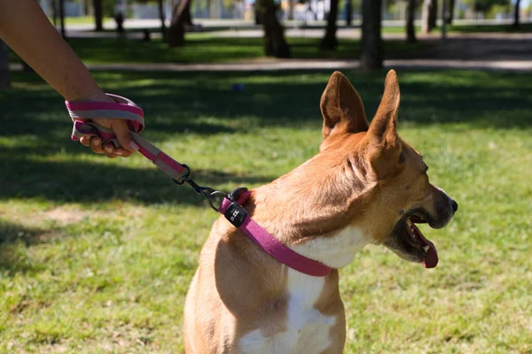 Volwassen Vrouw Met Grote Bruine Hond Houdt Hem Bij Halsband — Stockfoto