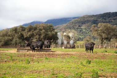İspanya kırsalında bir grup siyah boğa. Boğa bir sanat ve gelenektir..