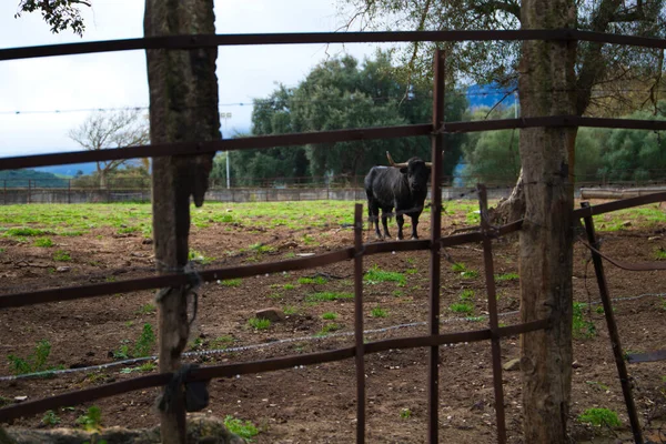 Taureau Noir Dans Campagne Espagne Taureau Est Art Tradition — Photo