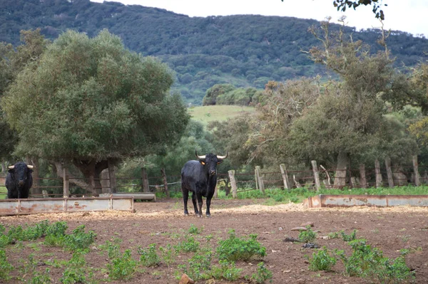 Toro Negro Campo España Toro Arte Tradición —  Fotos de Stock