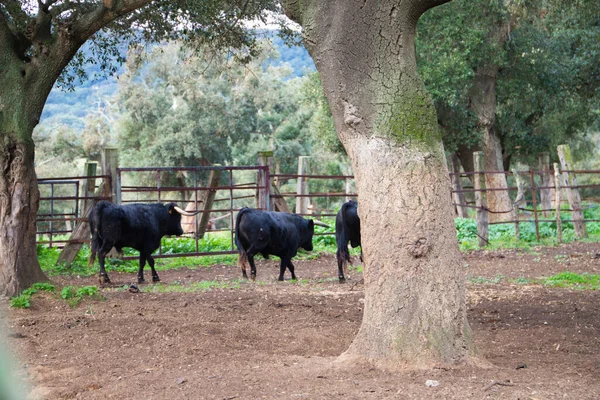 Grupo Toros Negros Campo España Toro Arte Tradición —  Fotos de Stock