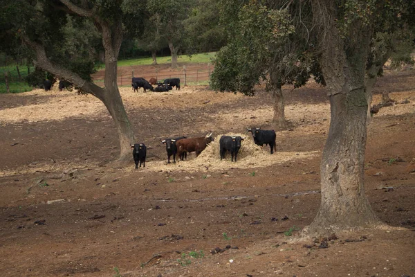 Grupo Toros Negros Campo España Toro Arte Tradición —  Fotos de Stock