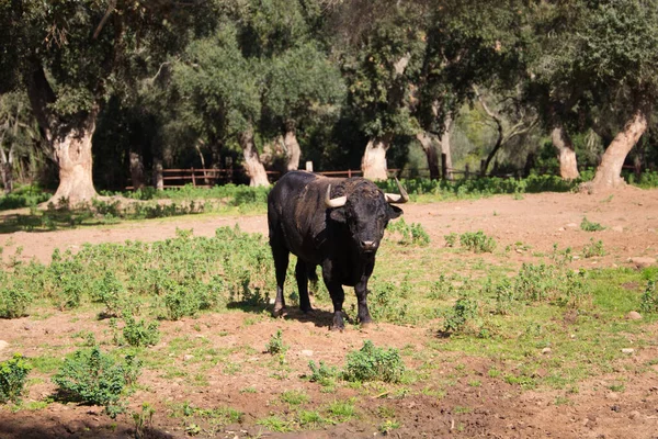 Touro Negro Campo Espanha Touro Arte Tradição — Fotografia de Stock