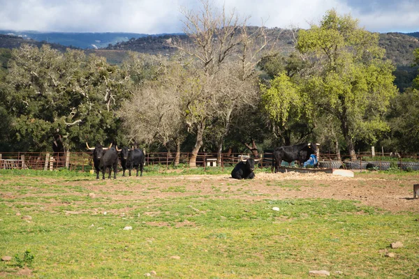 Grupo Toros Negros Campo España Toro Arte Tradición —  Fotos de Stock