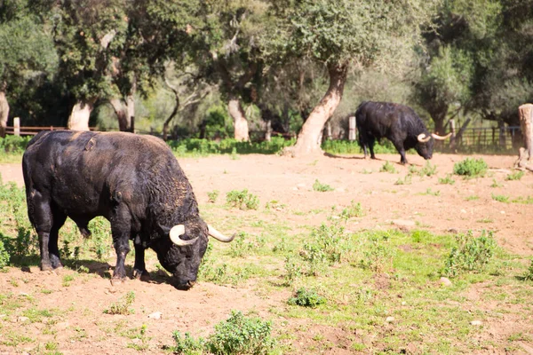 Fekete Bikák Egy Csoportja Spanyolországban Bika Művészet Hagyomány — Stock Fotó