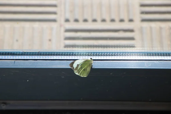 Photo White Butterfly Glass Door Sheltered Sun — ストック写真