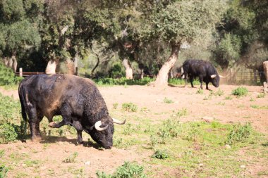 İspanya kırsalında bir grup siyah boğa. Boğa bir sanat ve gelenektir..