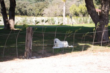 Bir evin bahçesindeki çimlerin üzerinde yatan mastır bir köpek..