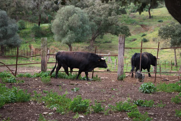 Grupo Touros Negros Campo Espanha Touro Arte Tradição — Fotografia de Stock