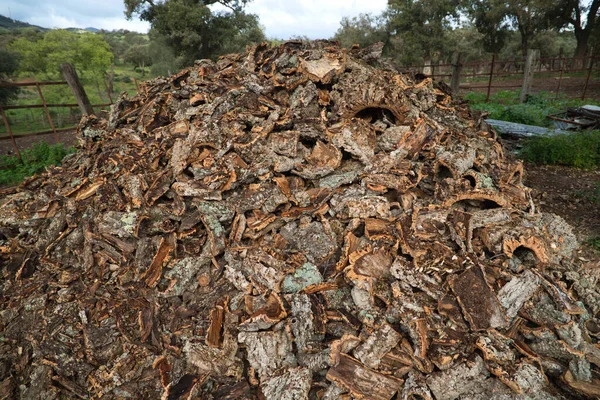 Kora Korka Zebrana Pnia Dębu Korkowego Quercus Suber Przemysłowej Produkcji — Zdjęcie stockowe