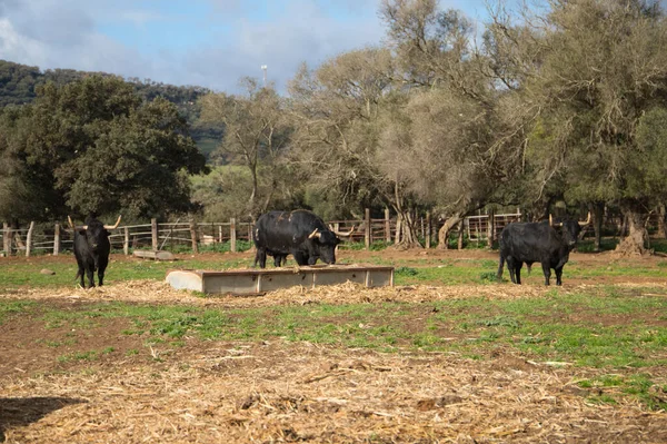 Grupo Toros Negros Que Comen Hierba Hierba Campo España Toro —  Fotos de Stock