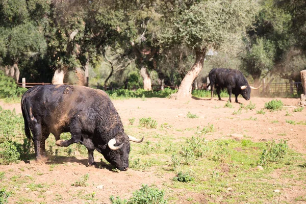 İspanya kırsalında bir grup siyah boğa. Boğa bir sanat ve gelenektir..