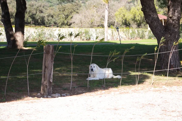Bir evin bahçesindeki çimlerin üzerinde yatan mastır bir köpek..