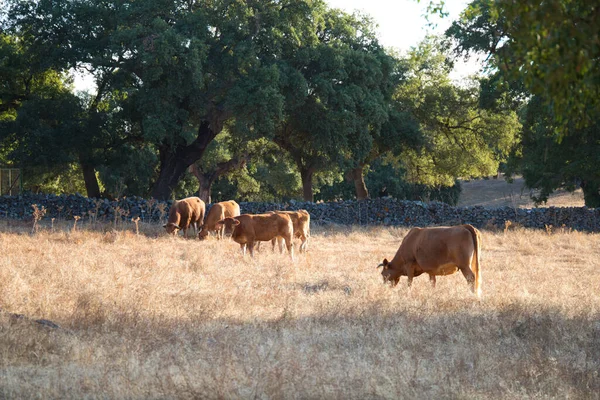 Vacas Campo Feno Pastando Grama Verde Uma Fazenda Vacas Uma — Fotografia de Stock