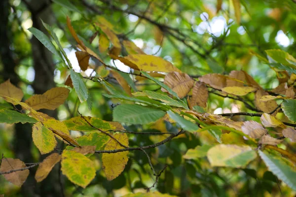 Ramo Castanheira Com Diferentes Folhas Coloridas Outono Conceito Outono Cores — Fotografia de Stock