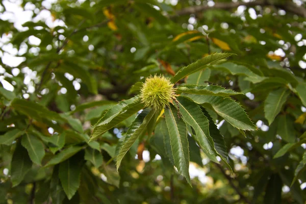 Castanha Árvore Antes Fruto Amadurece Outubro Conceito Outono — Fotografia de Stock