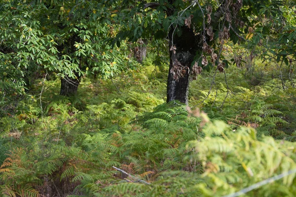 Ferns Forest Autumn Large Planting Ferns — Fotografia de Stock