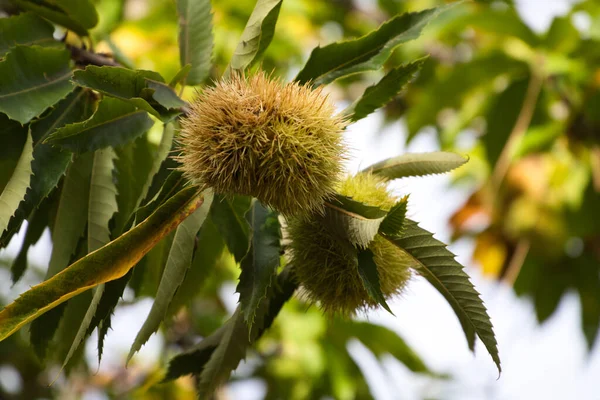 Châtaignier Sur Arbre Avant Que Les Fruits Mûrissent Octobre Concept — Photo