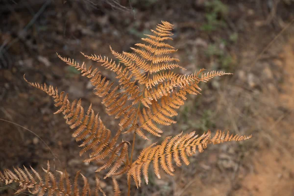 Foglie Felce Essiccate Recinto Filo Metallico Nel Campo — Foto Stock