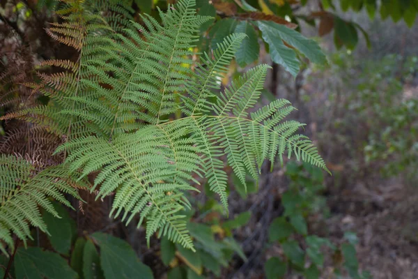 Paprocie Lesie Jesienią Tam Jest Duże Sadzenie Paproci — Zdjęcie stockowe