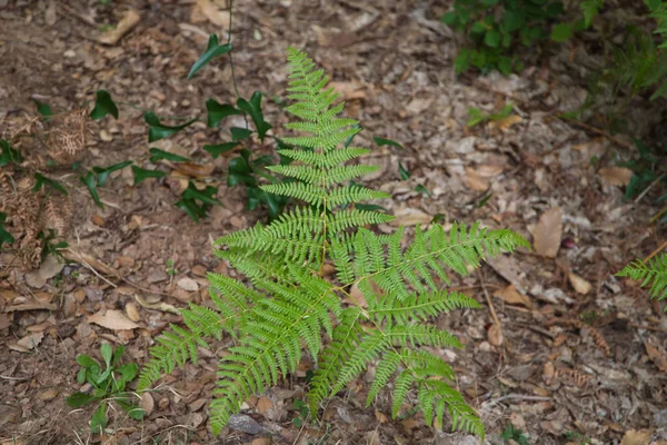 Grupp Ormbunkar Växer Mellan Stenarna Vertikal Vägg Skogen Det Finns — Stockfoto