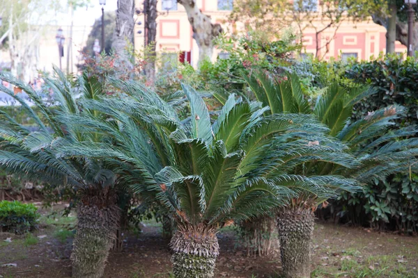 Palmy Pigmejem Phoenix Roebelenii Europejskim Parku Miejskim — Zdjęcie stockowe