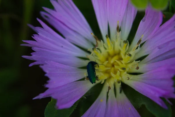A macro shot of a green beetle (Gastrophysa viridula) also known as green pontoon leaf beetle or green sorrel beetle. It is on a flower.