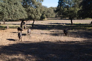 İber domuzları Dehesa 'da ya da tarlada mantar meşe ağacının arkasında ışık ışınlarıyla yemek yiyorlar..