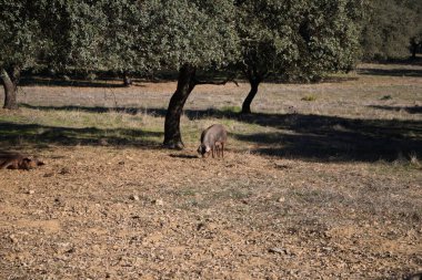 İber domuzları Dehesa 'da ya da tarlada mantar meşe ağacının arkasında ışık ışınlarıyla yemek yiyorlar..