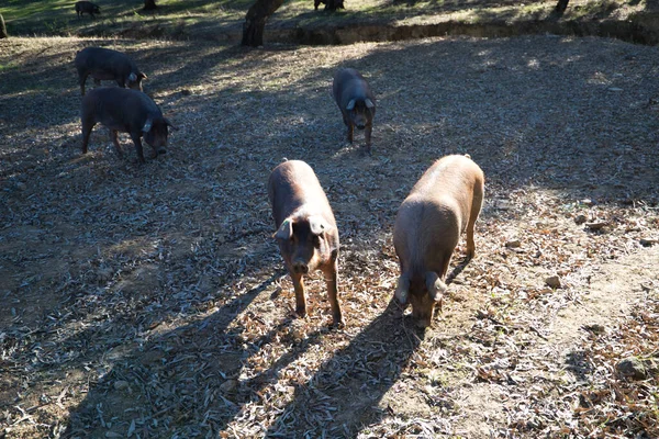 Grupo Cerdos Ibéricos Que Comen Bellotas Bajo Las Encinas Dehesa —  Fotos de Stock