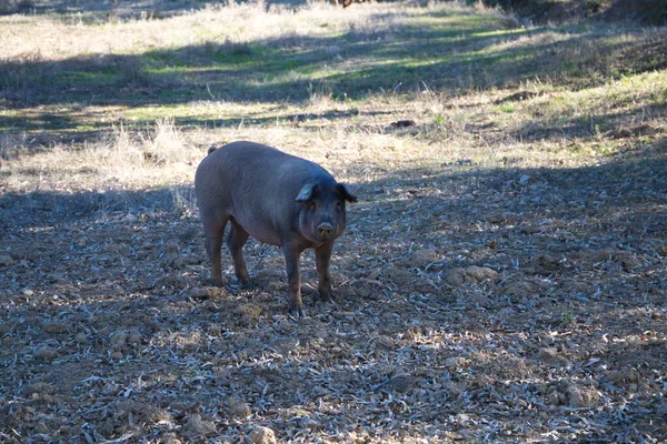 Iberian pig eating in Dehesa or countryside. He is posing for the camera in a nice way. Iberian ham and food concept