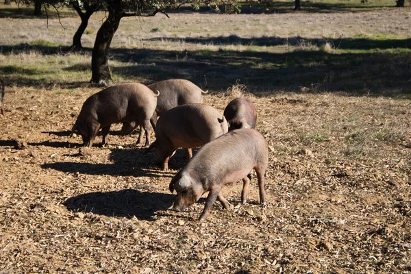 Grupo Cerdos Ibéricos Que Comen Bellotas Bajo Las Encinas Dehesa — Foto de Stock